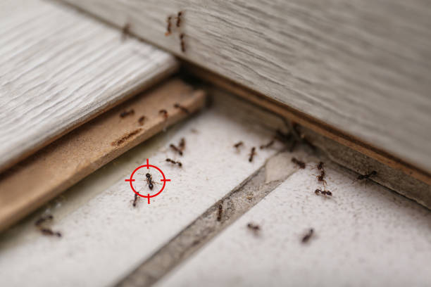 Best Termite Control Services  in Oquawka, IL